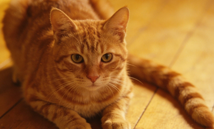 光影捕手：解码猫咪追逐光点的本能诗篇与科学陪伴